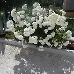 Arleta تروغير